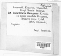 Cucurbitaria caraganae image